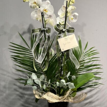 2 Dallı Beyaz Orkide