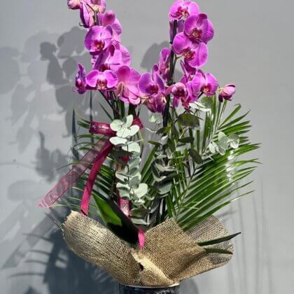 2 Dallı Pembe Orkide