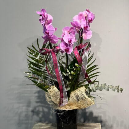 3 Dallı Pembe Orkide