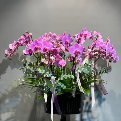 8 Dallı Pembe Orkide Set