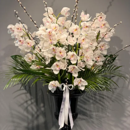 White Cymbidium