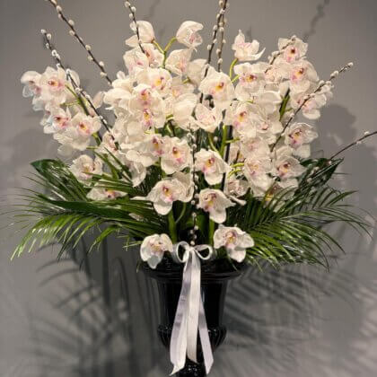 White Cymbidium